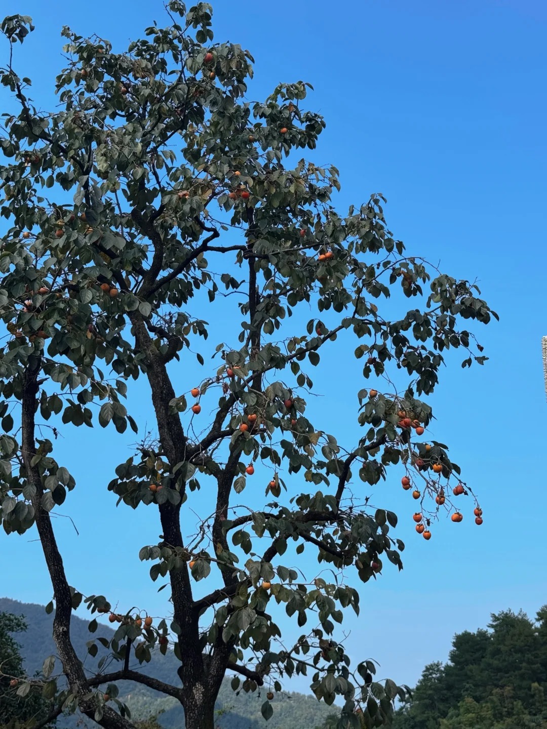 保姆级篁岭晒秋攻略！本地人亲授路线+打卡点_15_凡物可观_江西婺源-来自52tours 我爱旅游网